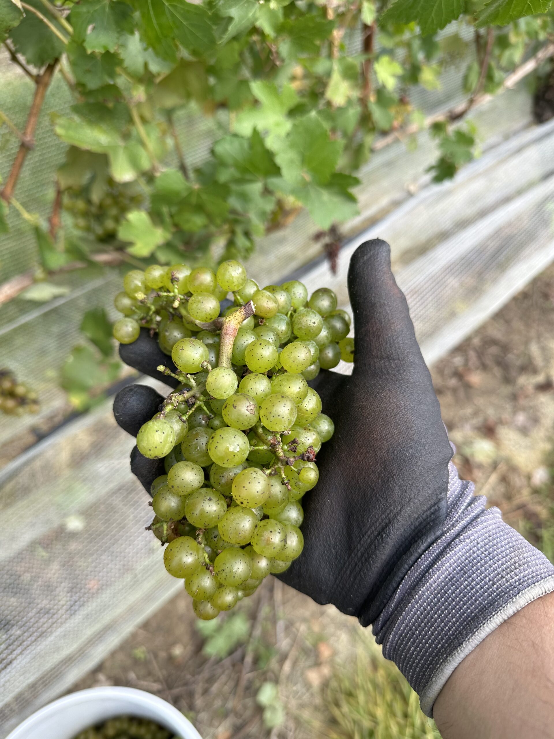 Discover New Jersey’s Thriving Wine Scene