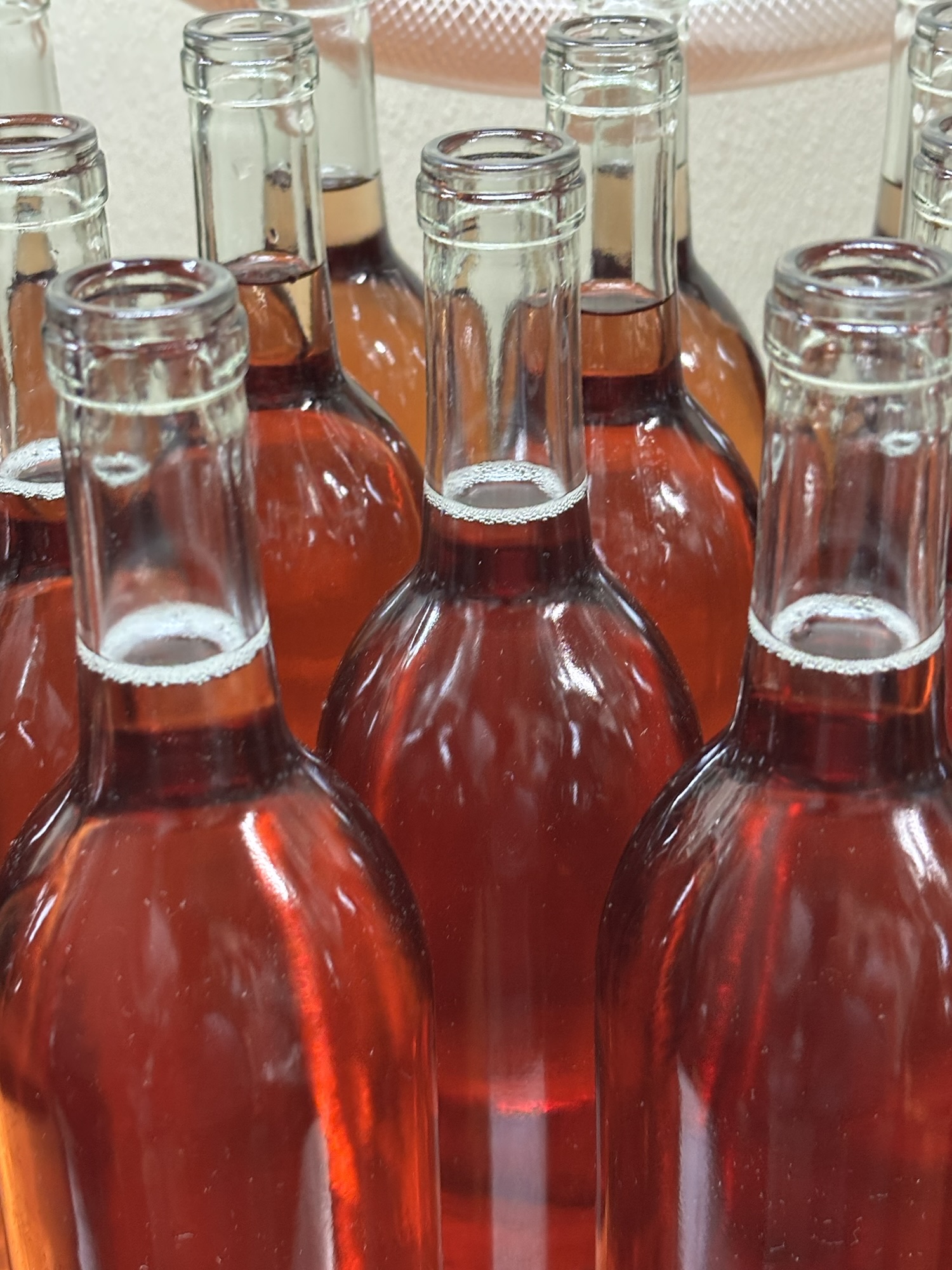 Why Hybrid Wine Grapes Thrive in New Jersey