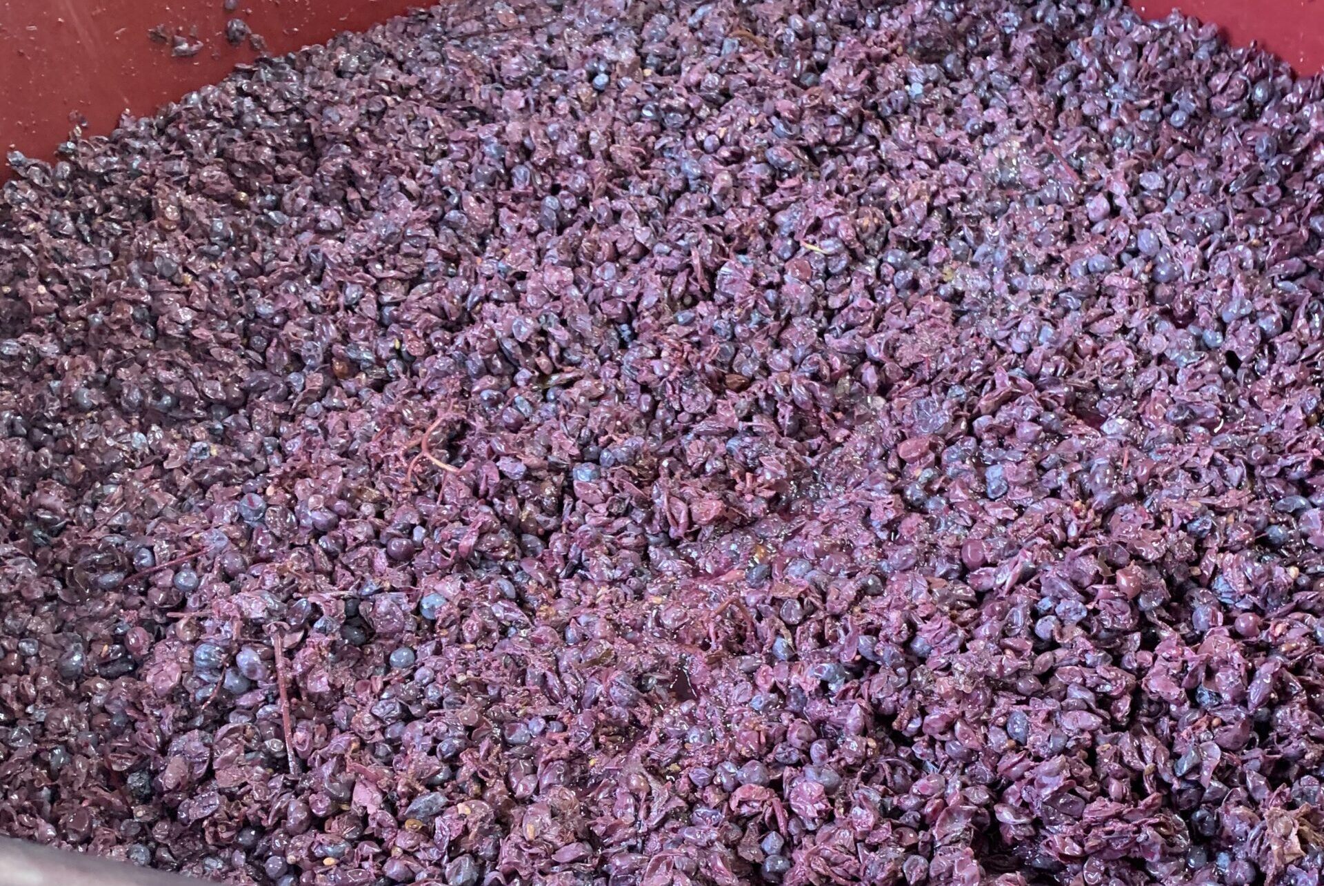 From Grape to Glass: The Simple Science of Wine Fermentation