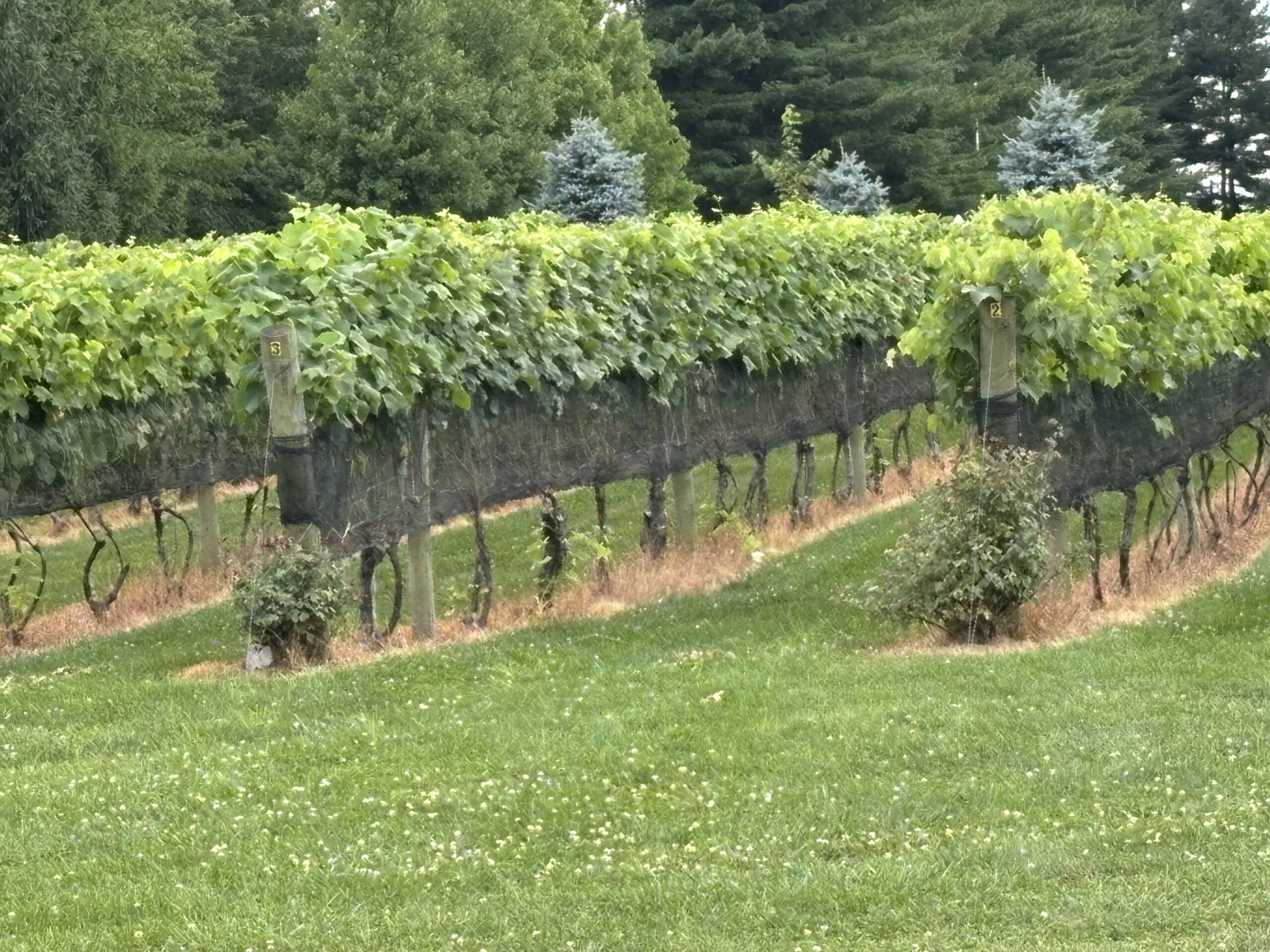 How Are New Jersey Wineries Going Green?