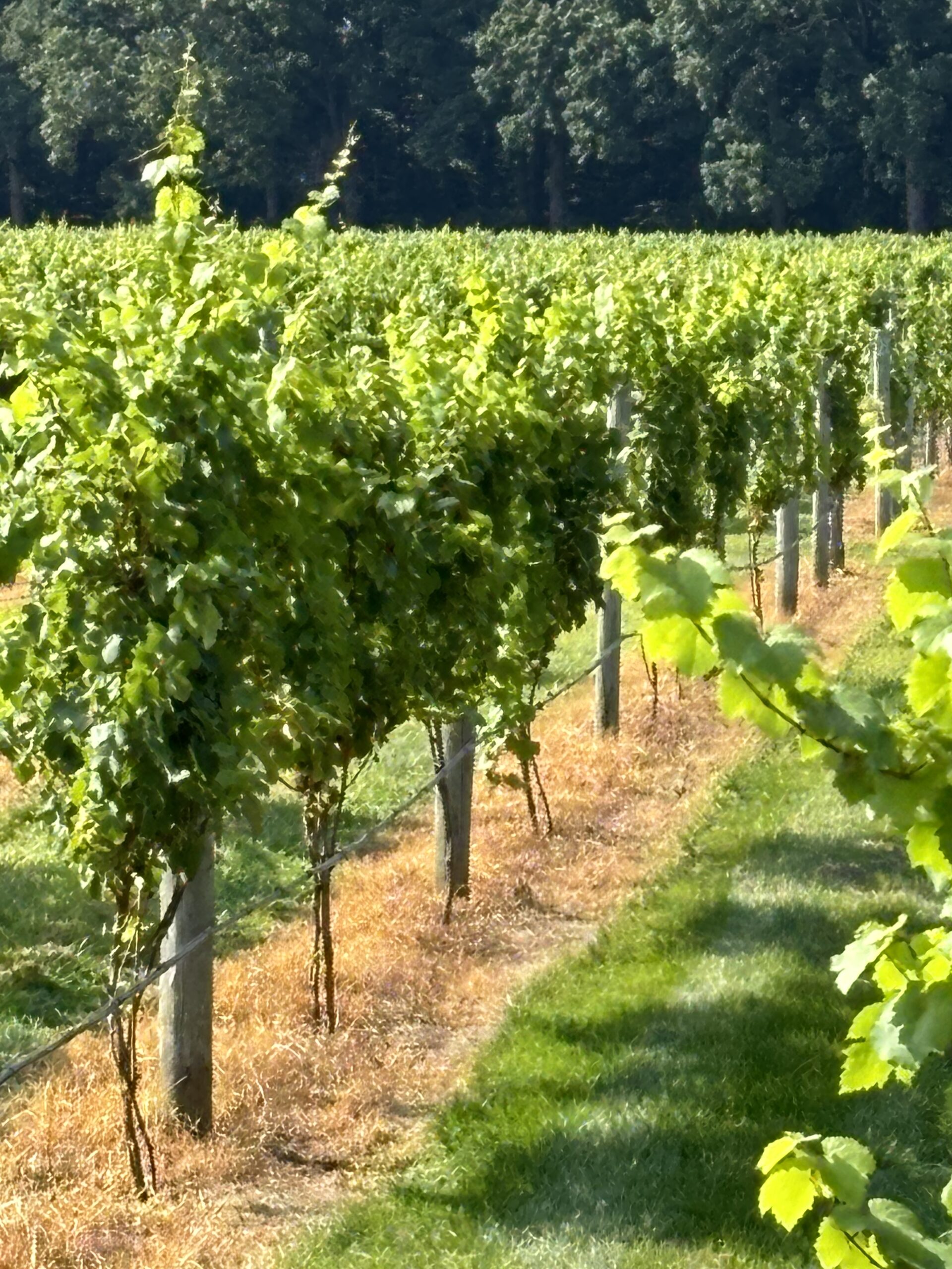 Vineyard at Laurita Winery in the Outer Coastal Plains AVA