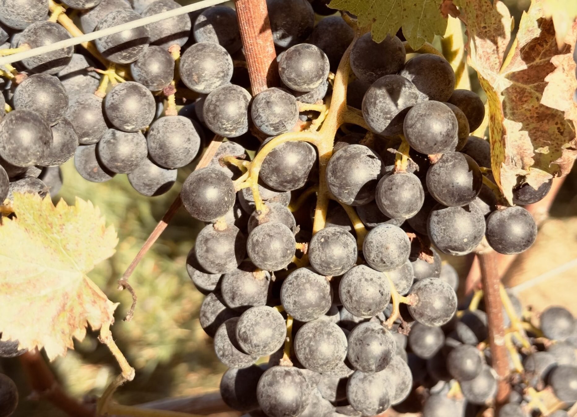 Cabernet Franc in New Jersey Wine Country: A Growing Favorite