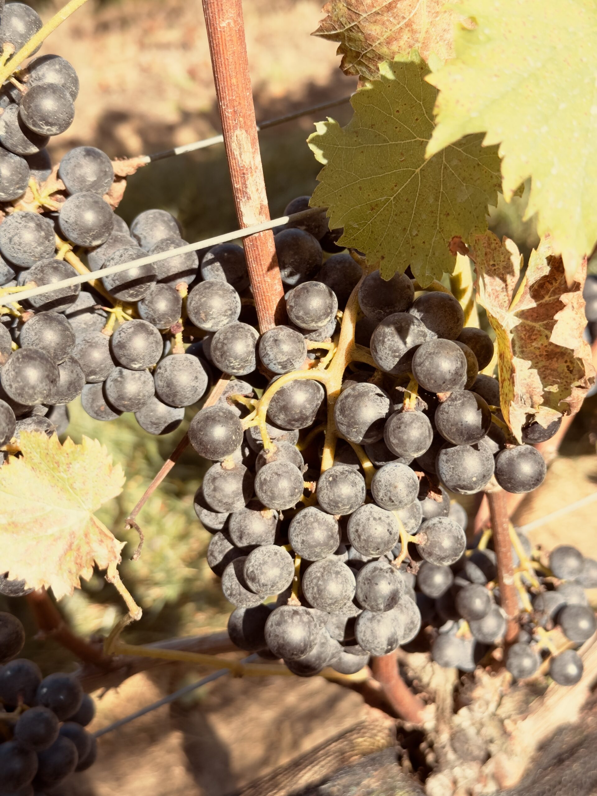 Chambourcin Grapes from New Jersey