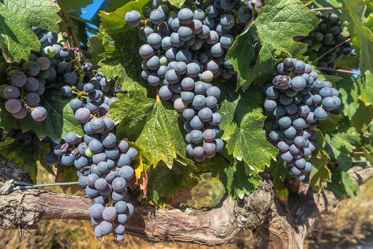 Wineries and Vineyards of the Warren Hills AVA