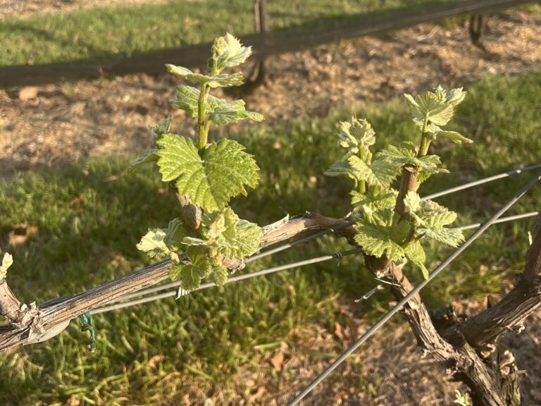 When Does Bud Break Happen in New Jersey?