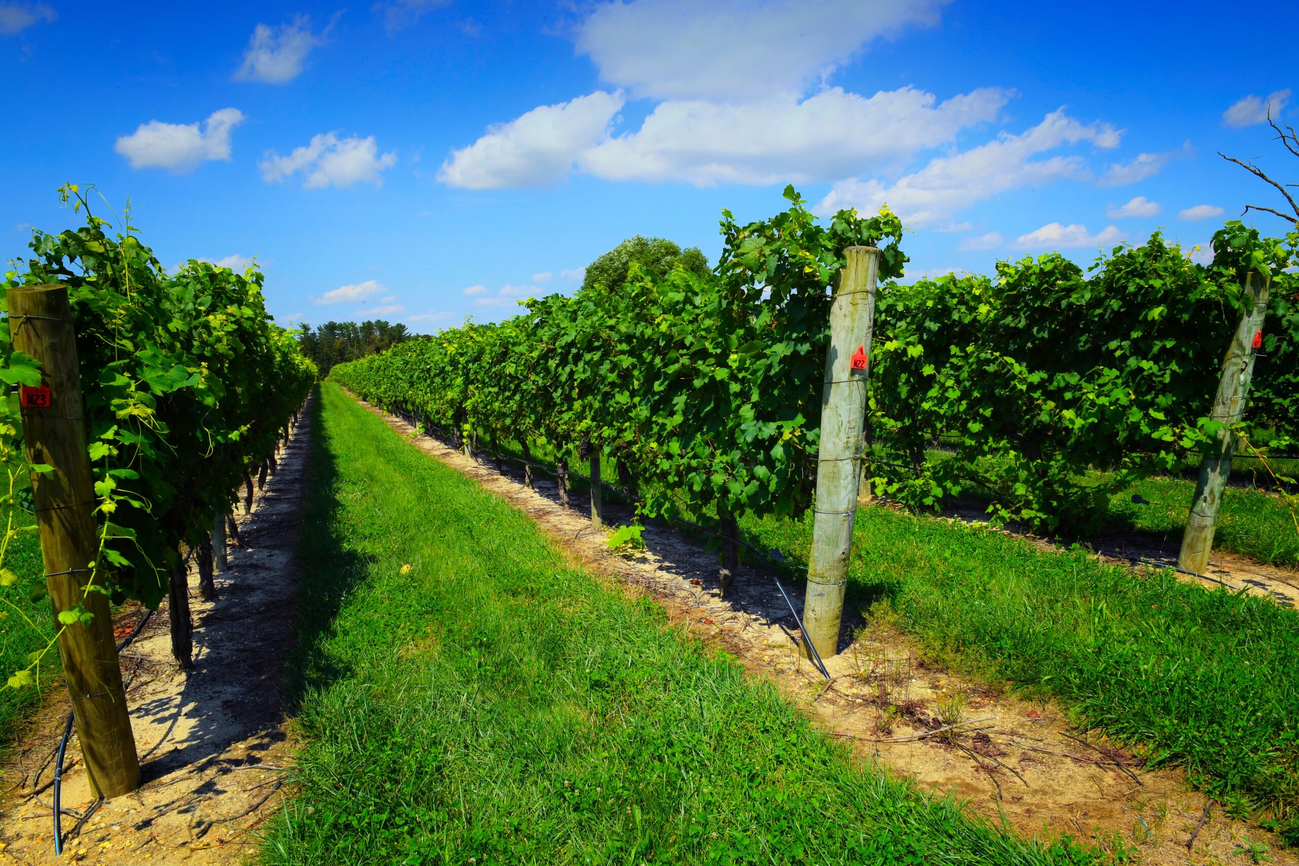 Bellview WInery