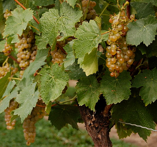 Discovering Vidal Blanc in the Garden State — 7 New Jersey Wineries to Know