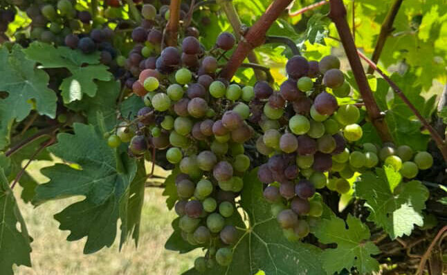 When is Veraison for New Jersey Vineyards