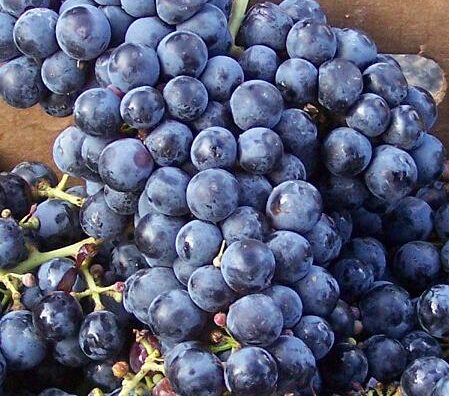 Cabernet Franc in New Jersey wine country is a growing favorite.