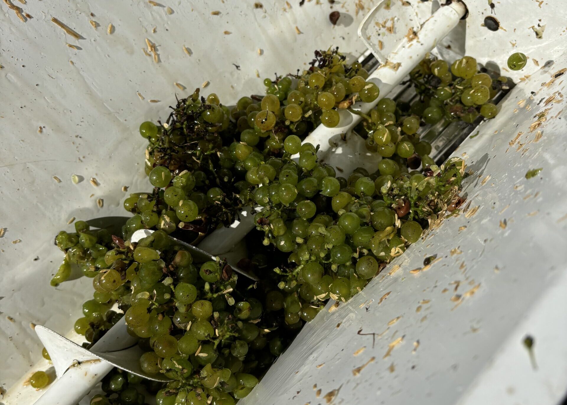 The Winemaking Process Starts Here: Crushing Grapes for Great Wine