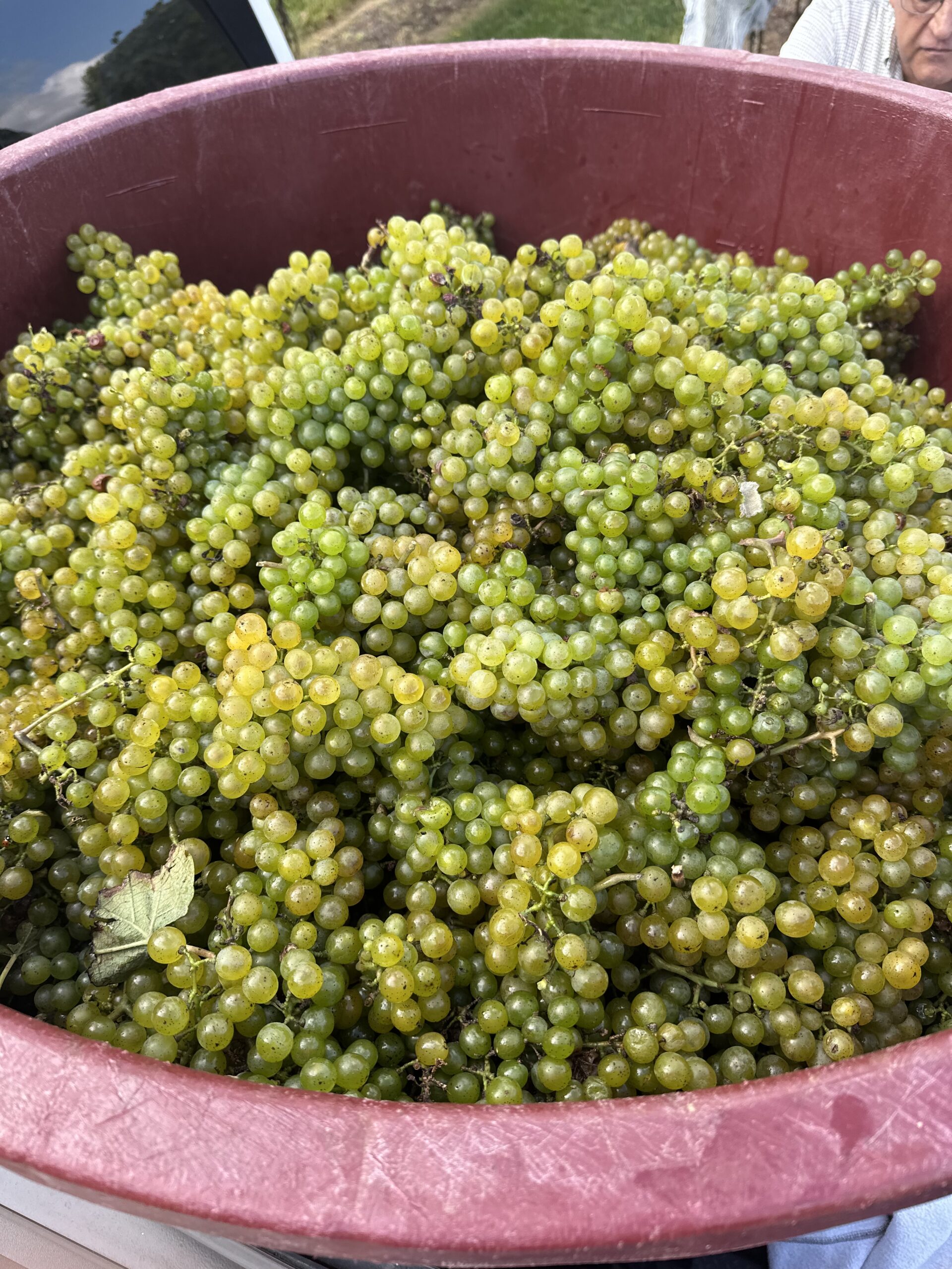 Its Grape Harvest Season in New Jersey